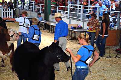 Junior Steer Show, McCully Judging